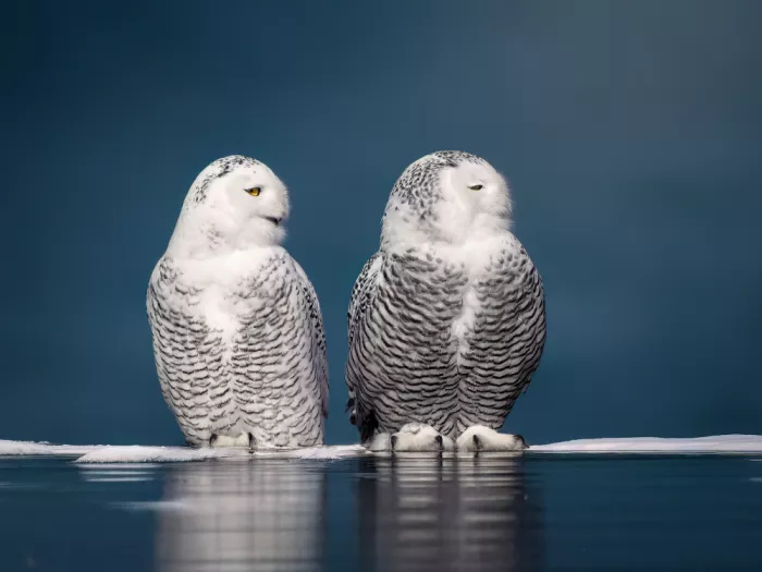 Zhang, Robert: Silent Companions