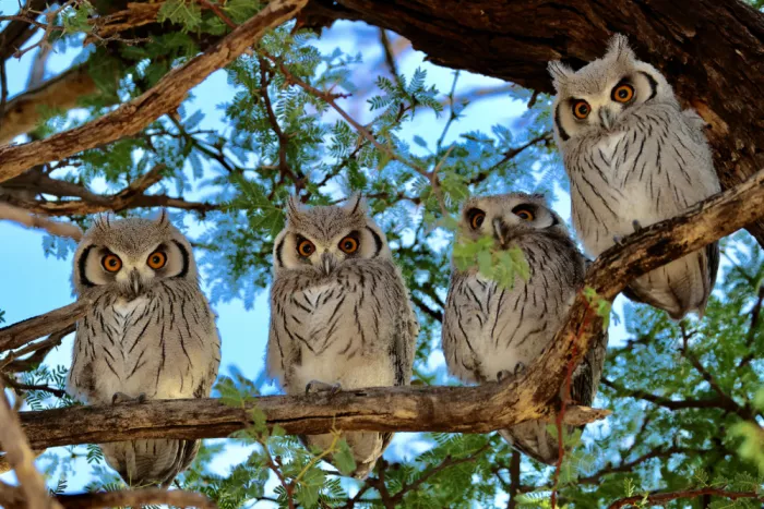 Pearce, Robert: White faced owls.