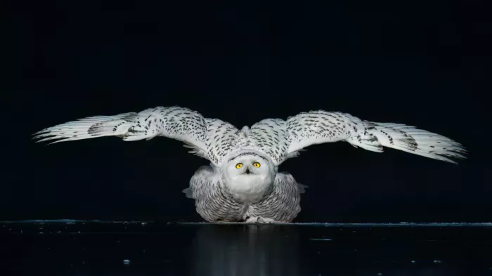 Zhang, Robert: Wings of Vigilance