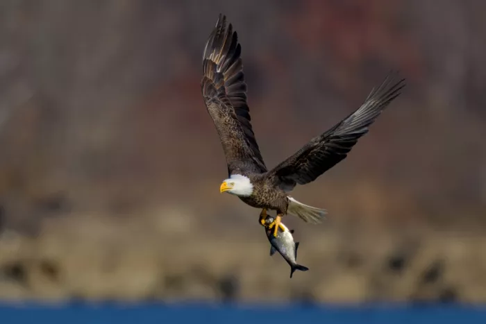 Lam, Gavin: Bald Eagle