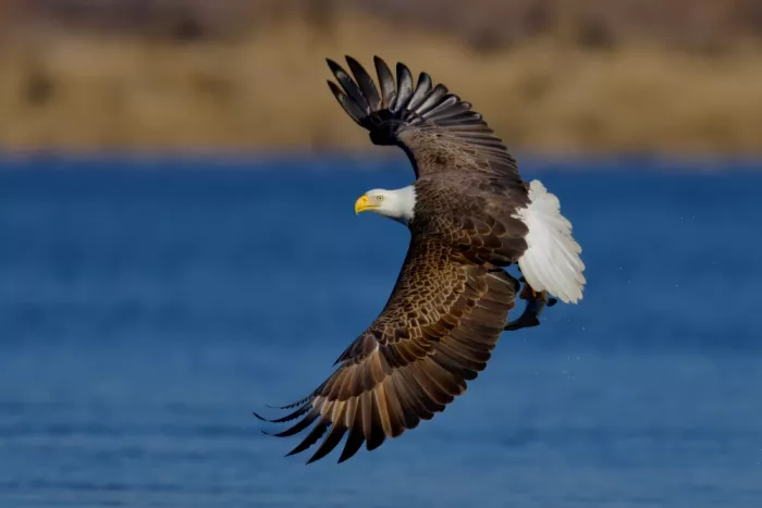 Lam, Gavin: Aquila calva