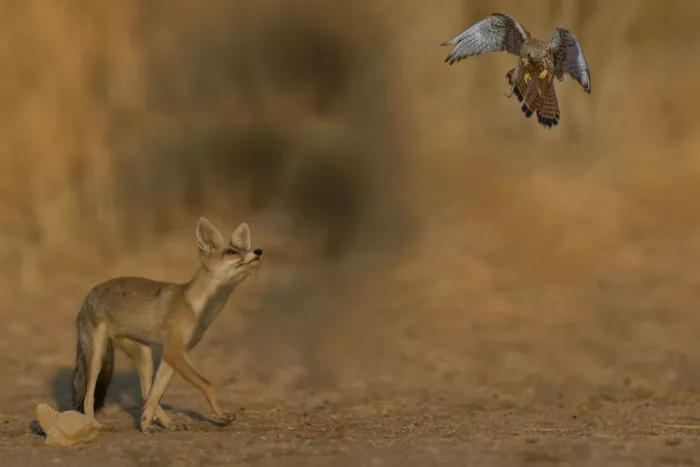 Manusevich, David: La Volpe e il Falco