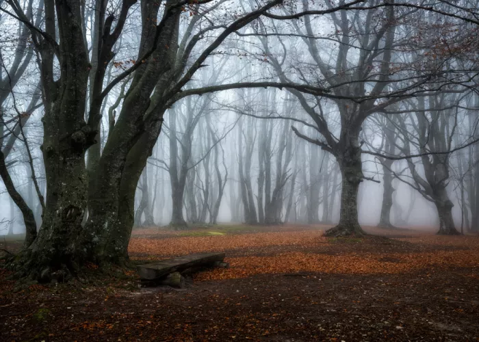 Barboni, Sergio: The bench in the woods