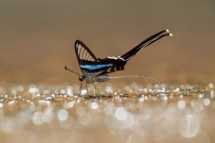 Tan, Dao Phat: Nature’s Smallest Gesture