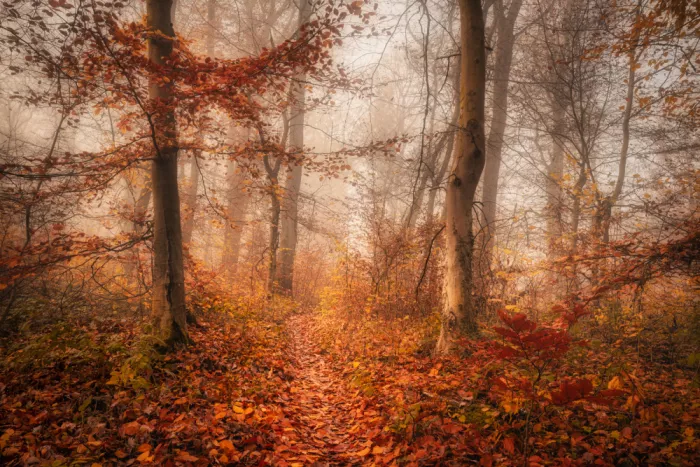 Maier, Norbert: Autumn trees