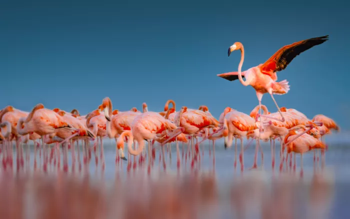 Ying, Li: Flamingos