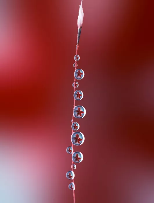 Summer2016: Dewdrop flowers