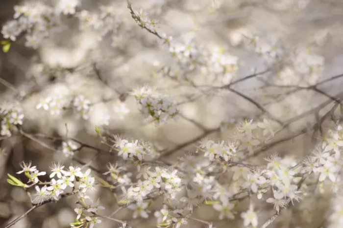 Sillen, Christina: Fiori delicati