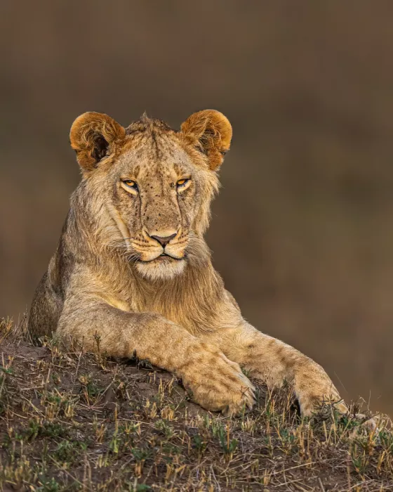 Bhatia, Yogesh: Queen