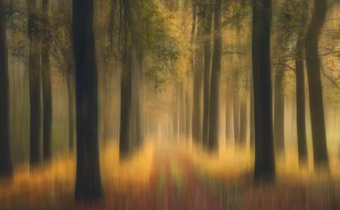 Lee, van Hilda: dream forest