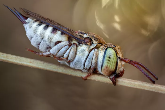 Karlinsky, Miron: Coelioxys acanthura (Cuckoo bee)