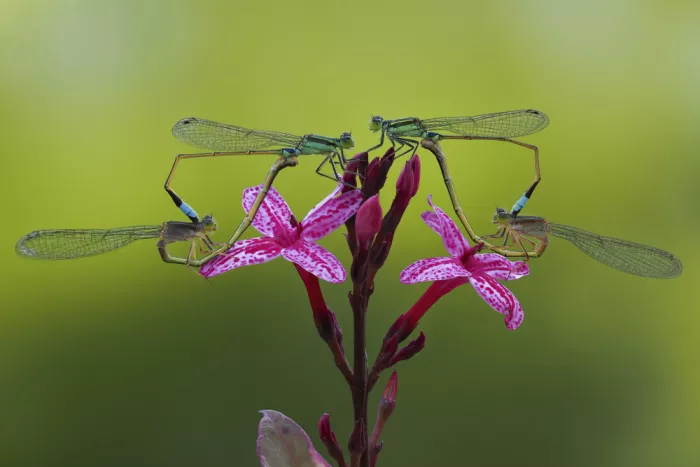 Tan, Dao Phat: Beautiful love