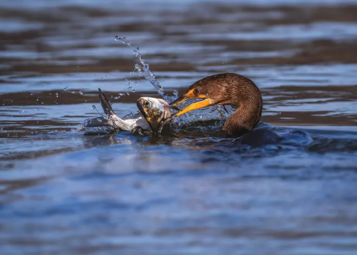 Gu, Zeren: Cormorán capturando la presa