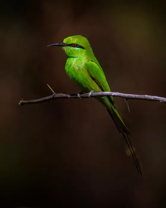 Amro: Bee Eater