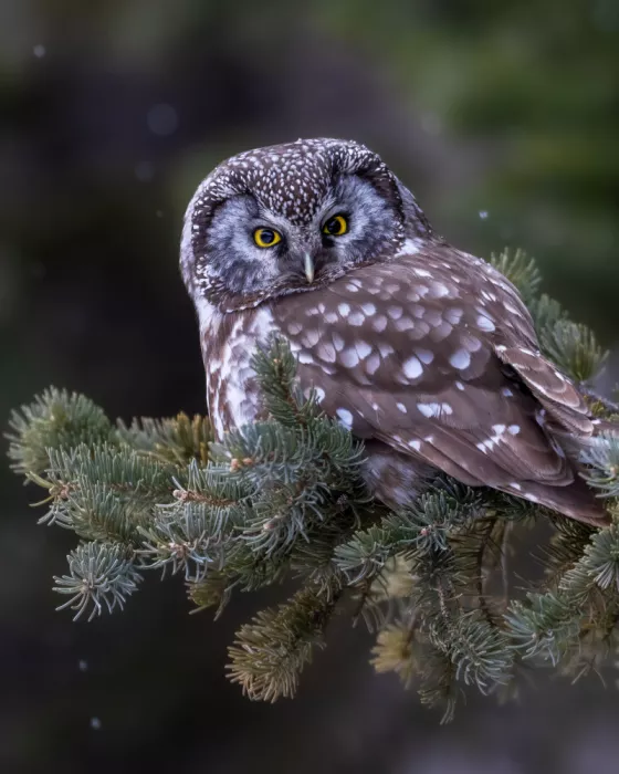 Wang, Victor: Boreal Owl on Pine Branches