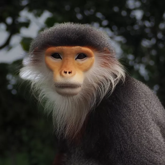 FF, Chia David: Red-Shanked Douc Langur