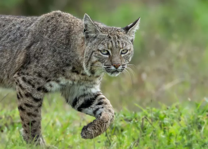 Wang, Victor: Bobcat