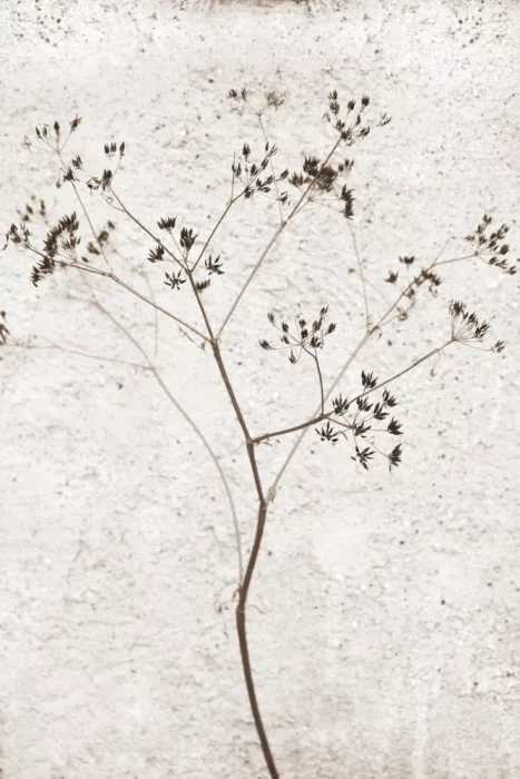Sillen, Christina: Fiori eterei