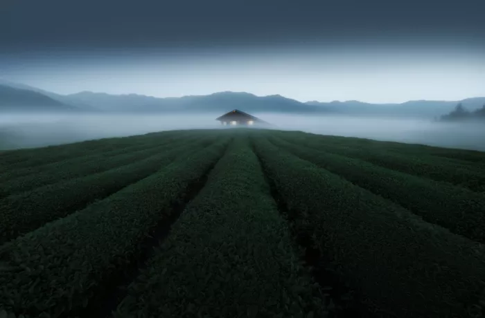 Ye, NingYun: Teegärten im Morgennebel