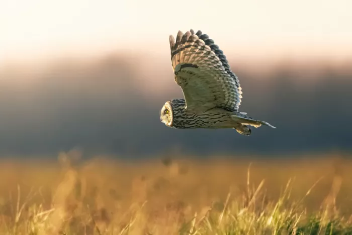 Zhang, Robert: Golden Hour Glide