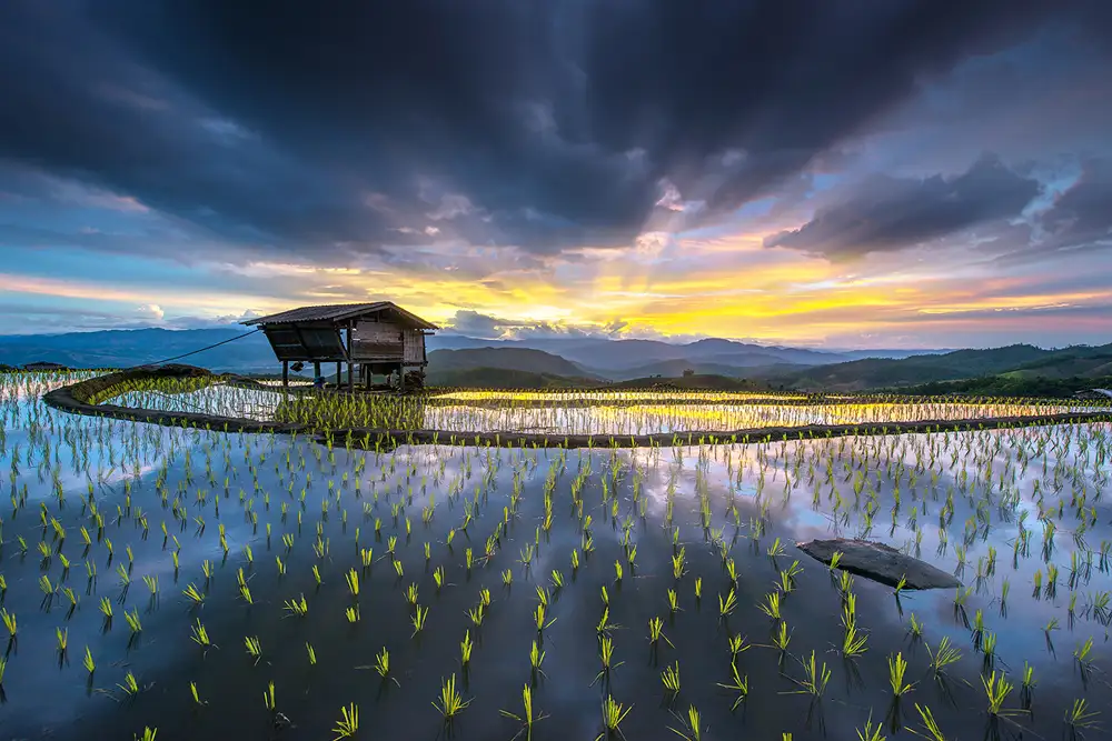 Intarob, Sarawut: Light in rice