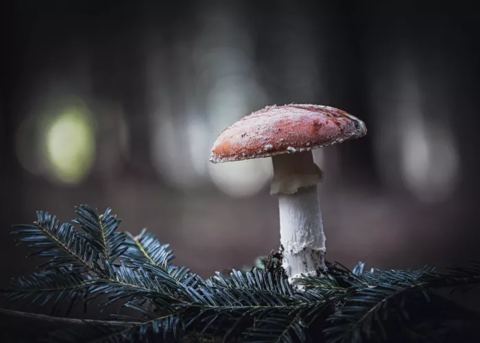Barboni, Sergio: Fungus and fir branches