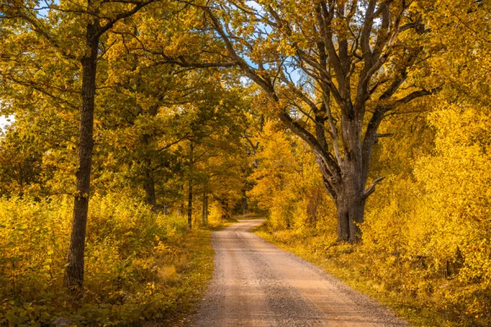 Lindsten, Christian: Golden autumn road v2