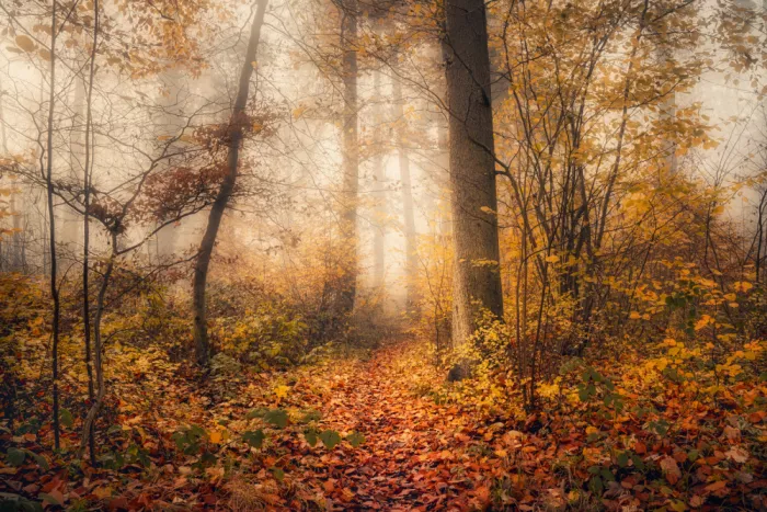Maier, Norbert: By the end of fall