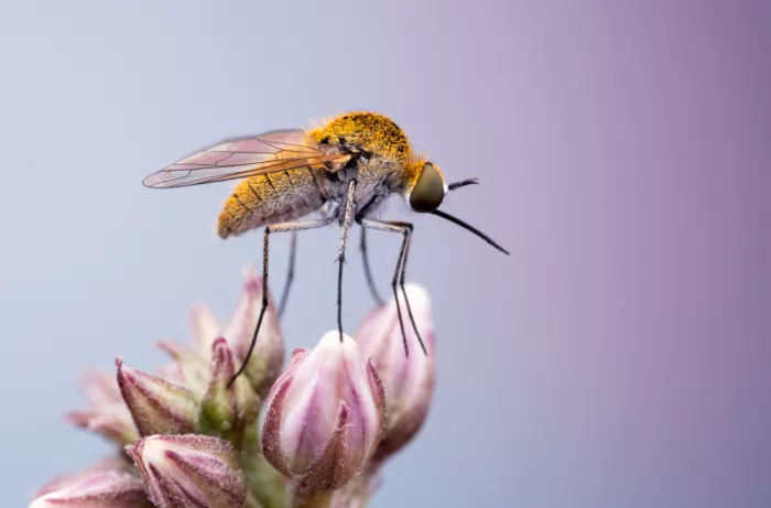 Summer2016: Bee fly