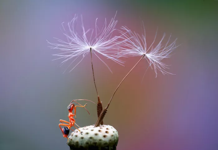 Summer2016: Dandelion seeds and little ant