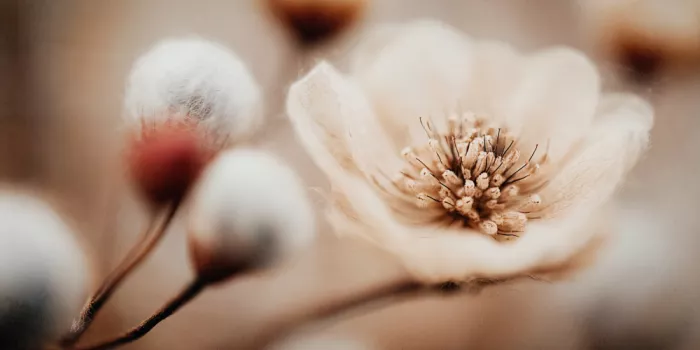 Treechild: Mémoire de fleurs n°03