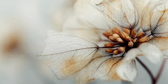Treechild: Mémoire de fleur n°04