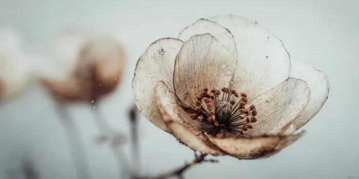 Treechild: Mémoire de fleurs n°05