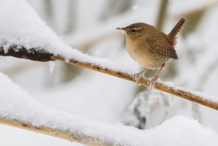 Doronin, Dmitry: Eurasian Wren