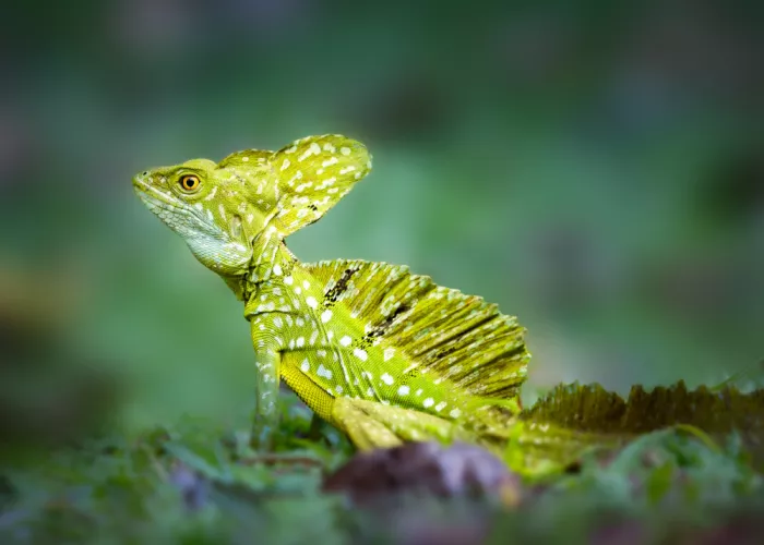 Ying, Li: Frilled Lizard
