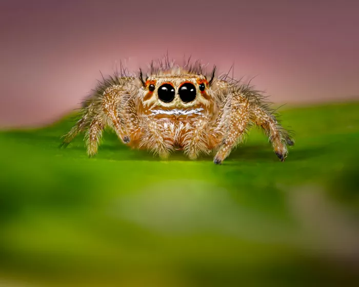 Amro: Hyllus Jumping Spider