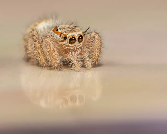Amro: Hyllus Jumping Spider