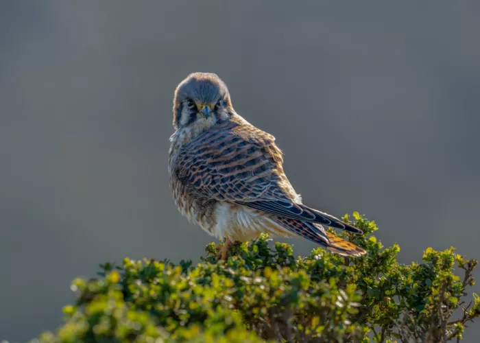 Wang, Victor: A Kestrel’s Shrub-Top Perch