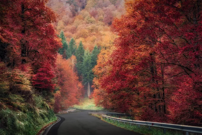 Pessotto, Tommaso: Autumn Forest Road