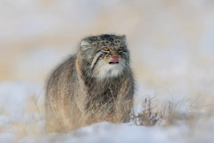 Wang, Max: Manul