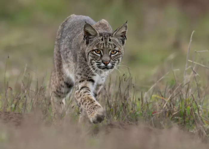 Wang, Victor: Bobcat