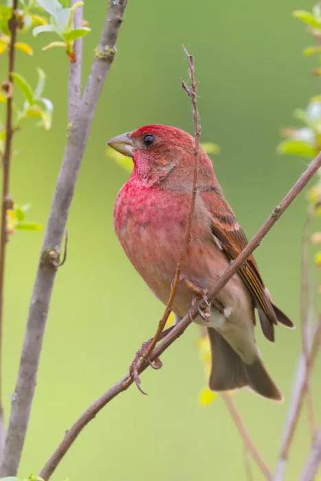 Doronin, Dmitry: Common Rosefinch