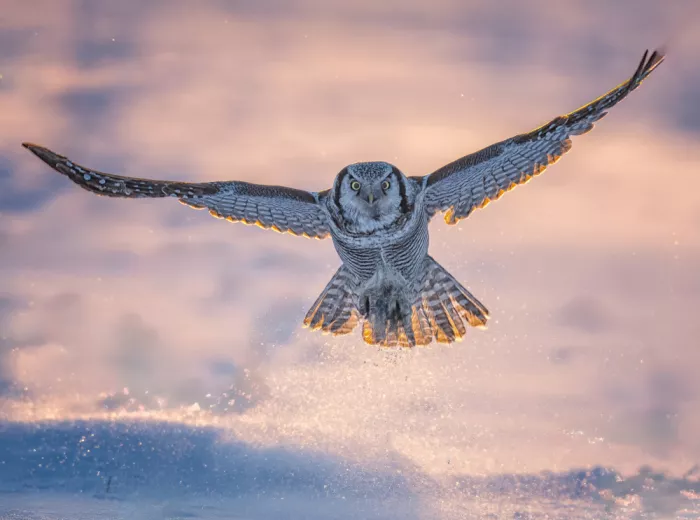 Su, Yuan: Martial owl