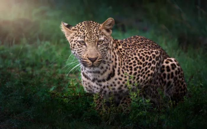 Gayan, Ricardo: Young leopard