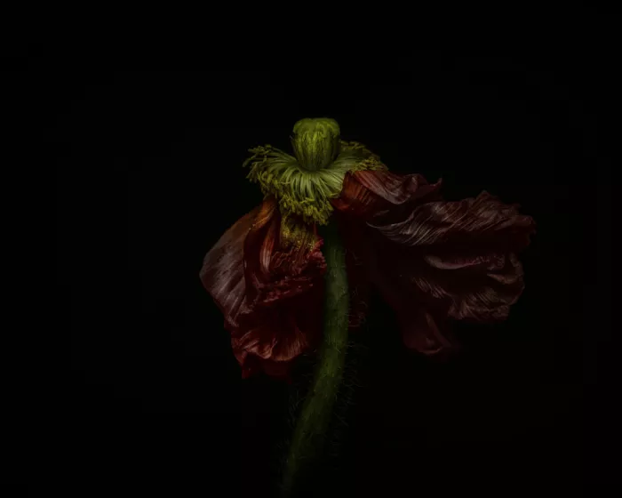 Grønkjær, Lotte: Old poppy