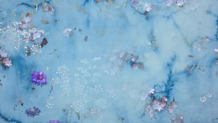 Stayte, Miriam: Meadow, Bright Blue