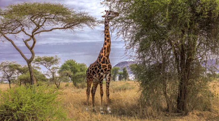 Domont, Jois: Giraffa