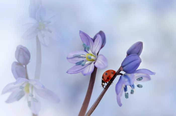 Deelen, van Ellen: Ladybird with purple flowers
