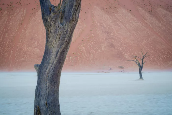 天馬, Feng Chao: Arbres morts