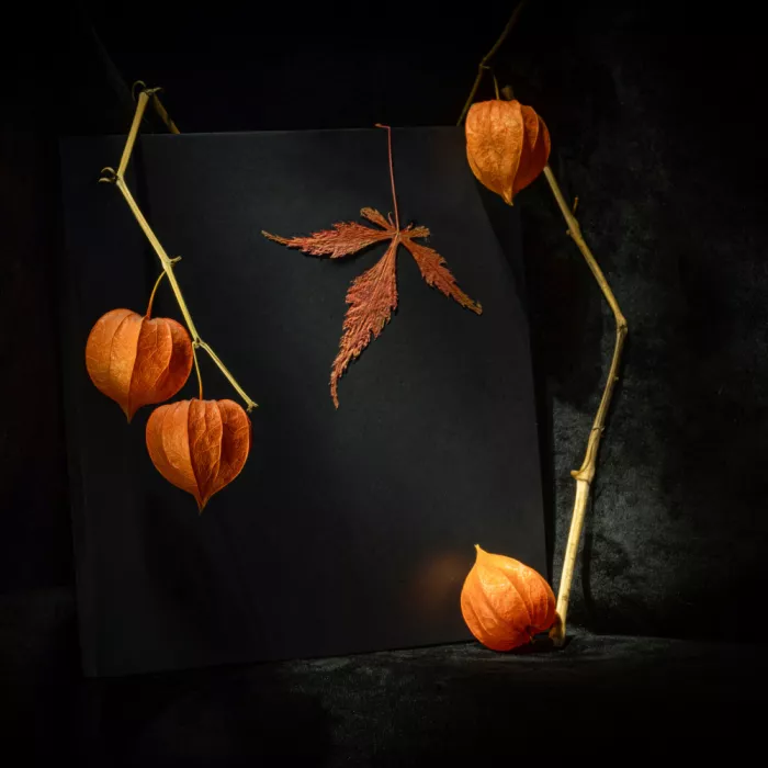 Kopcev, Igor: Stillleben mit Physalis V